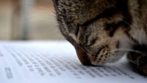 https://i2.wp.com/interestingliterature.com/wp-content/uploads/2017/07/cat-sniffing-book.jpg?ssl=1
