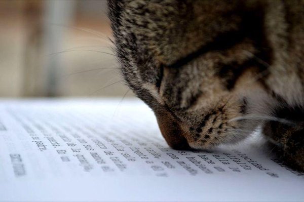 https://i2.wp.com/interestingliterature.com/wp-content/uploads/2017/07/cat-sniffing-book.jpg?ssl=1
