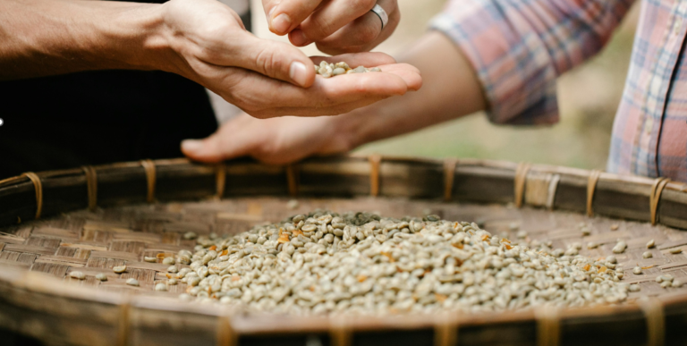 A person holding a handful of grains Description automatically generated